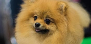 Cómo ser peluquero canino formación