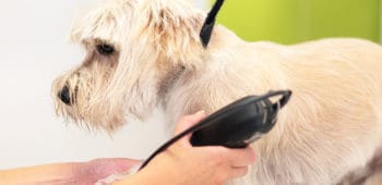 sueldo de peluquero canino en españa