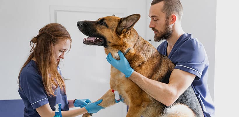 tareas de auxiliar de veterinaria