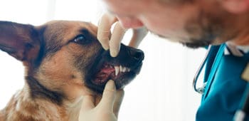 Higiene dental para perros - consejos