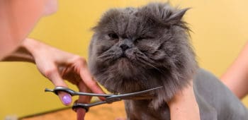 peluqueria para gatos en los cursos caninos