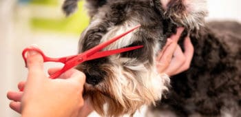 formación peluquería canina
