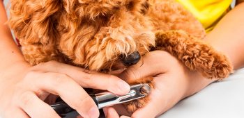 corte de uñas en perros - estética canina