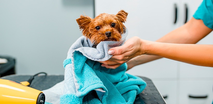 cursos de peluqueria canina en madrid - formación veterinaria